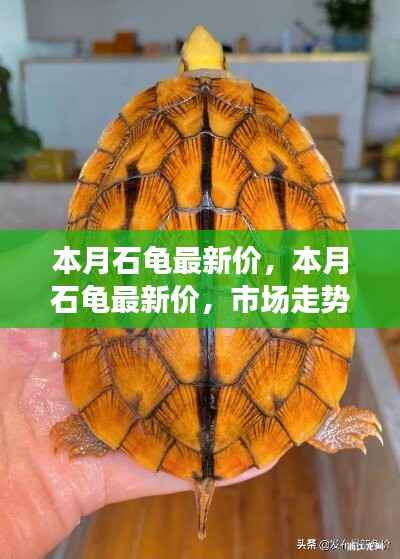 本月石龟最新价格走势分析,多元观点下的市场洞察