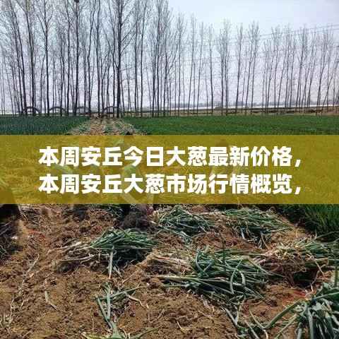 安丘本周大葱市场行情概览及最新价格动态