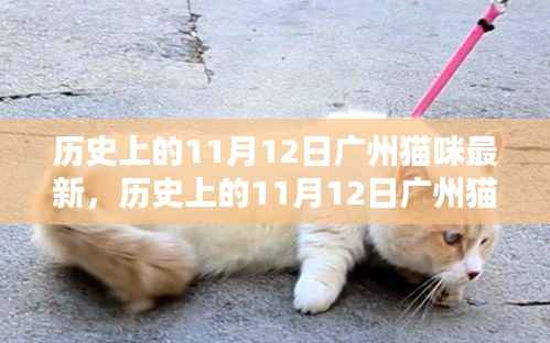 历史上的广州猫咪最新动态,揭秘十一月十二日的猫咪故事