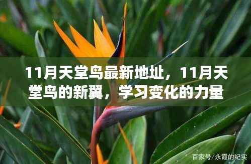 11月天堂鸟新翼展翅,学习变化力量,自信翱翔人生蓝天