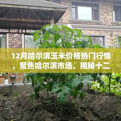 揭秘哈尔滨市场玉米价格行情,聚焦十二月热门行情