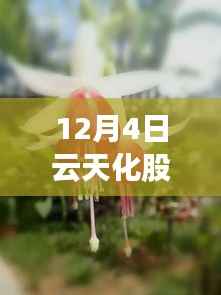 云天化股票最新动态揭秘,市场走势分析与前景展望(12月4日更新)