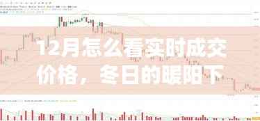 冬阳下的实时成交价格探索之旅,与友共赏奇妙之旅