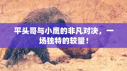 平头哥与小鹰的非凡对决,一场独特的较量!