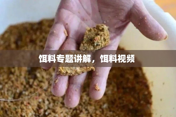 饵料专题讲解,饵料视频