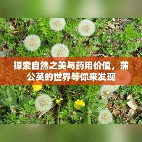 探索自然之美与药用价值,蒲公英的世界等你来发现