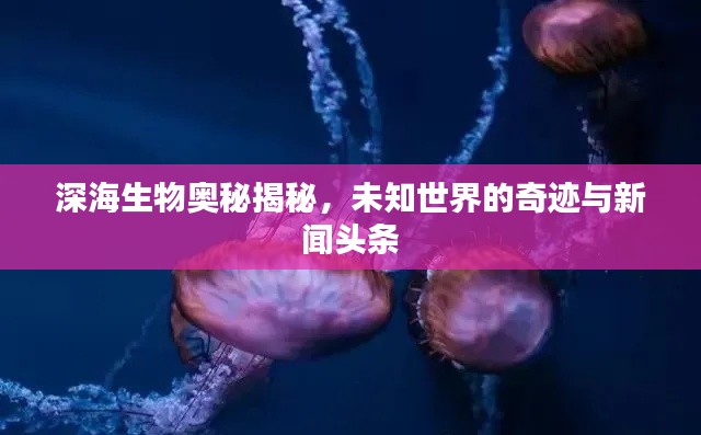 深海生物奥秘揭秘,未知世界的奇迹与新闻头条