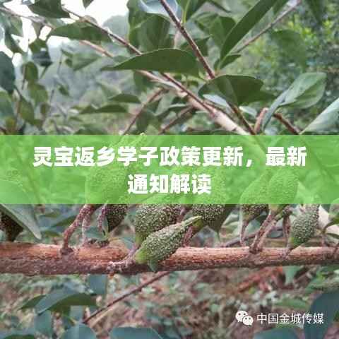 灵宝返乡学子政策更新,最新通知解读