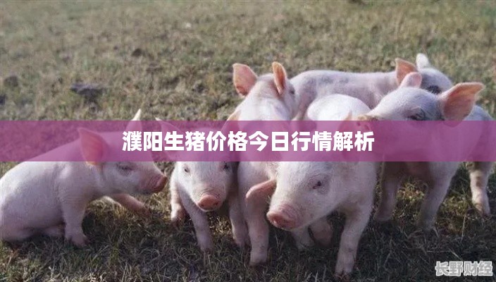 濮阳生猪价格今日行情解析
