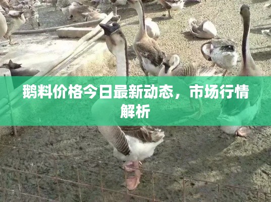 鹅料价格今日最新动态,市场行情解析