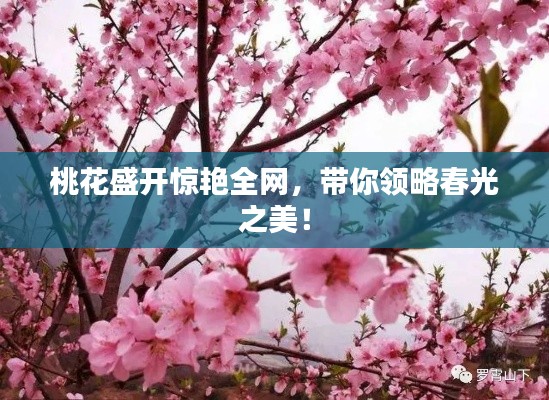 桃花盛开惊艳全网,带你领略春光之美!