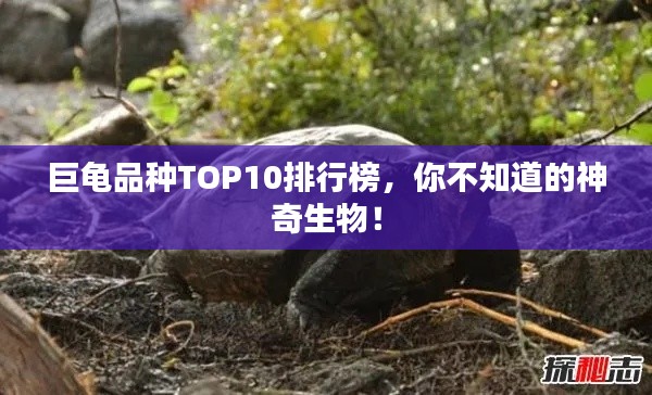 巨龟品种TOP10排行榜,你不知道的神奇生物!