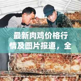 最新肉鸡价格行情及图片报道,全面了解市场动态!